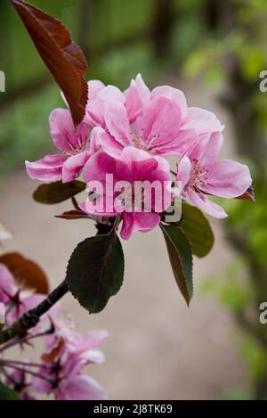 Rosa Apfelblüte, Malus Domestica, Maibole Stockfoto