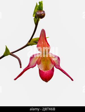 Orchidee (isoliertes Phragmipedium x dorminianum) Sie ist in Mittel- und Südamerika beheimatet. Botanischer Garten Heidelberg, Baden Württemberg, Germa Stockfoto