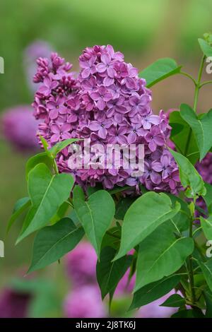 Syringa vulgaris 'Sorok Let Komsomola'. Auch bekannt als früh blühender Flieder und Hyazinthe Flieder Stockfoto