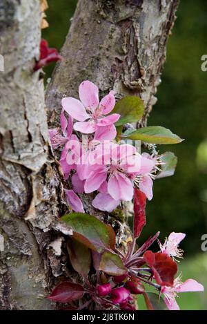 Rosa Apfelblüte, Malus Domestica, Maibole Stockfoto