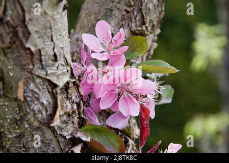 Rosa Apfelblüte, Malus Domestica, Maibole Stockfoto