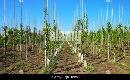 Blick auf symmetrische Reihen Holzstäbchen mit Baumkeimlingen in der Baumschule, blauer Himmel - Niederlande Stockfoto