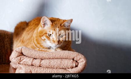 Ingwer-Katze liegt auf einem gefalteten Handtuch. Geringer Fokus. Copyspace. Stockfoto