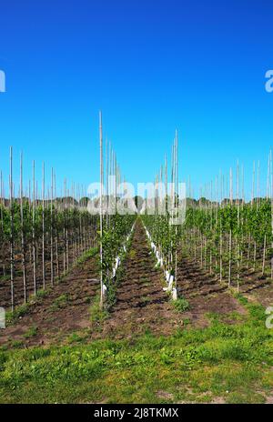 Blick auf symmetrische Reihen Holzstäbchen mit Baumkeimlingen in der Baumschule, blauer Himmel - Niederlande Stockfoto