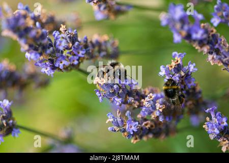 Wilde Biene auf einer lila Lavendelblüte Stockfoto