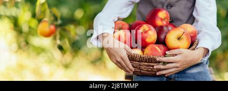 Kind mit Apfel in Orchard. Junge essen Bio-Apfel in Orchard. Erntekonzept. Garten, reife rote Äpfel im Korb Banner bereit Stockfoto