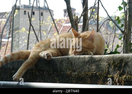 Ingwer-Katze aus Mischlingszucht streckte sich aus und ruhte sich im Sonnenbad im Park aus. Im Hintergrund sind Bäume und Wohngebäude zu sehen Stockfoto