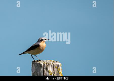 Männliches Weizenröhrchen, Enanthe, auf einem Zaunpfosten gelegen, Freshwater, Isle of Wight, Hampshire, Großbritannien Stockfoto