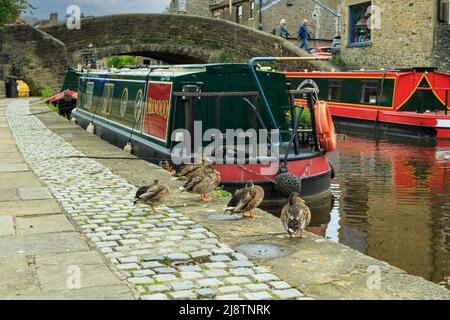 Zwei Pennine Cruiser-Lastkähne und Mallard Ducks auf dem Leeds und Liverpool Canal Towpath in der Nähe der Skipton Bridge, Skipton, North Yorkshire, Großbritannien Stockfoto