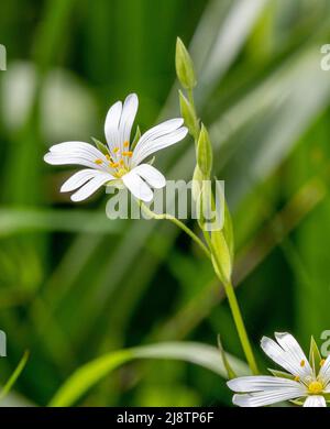 Einzelblüte aus Großstitchwort Stellaria holostea mit geteilten Blütenblättern, die Nadelstichen ähneln - Someret UK Stockfoto