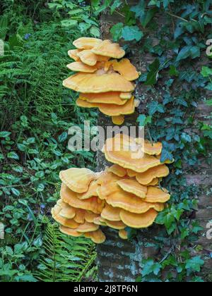 Der Wald Laetiporus Sulphureus Halterung Pilz wächst durch den Efeu bedeckt Stamm eines Baumes in einem Holz UK Somerset Huhn Stockfoto