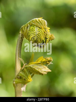 Die Entfaltung von Wedeln des größten britischen Farns von Royal Fern Osmunda regalis, der in feuchten Moorwäldern bei Shapwick Heath auf den Somerset-Ebenen in Großbritannien wächst Stockfoto