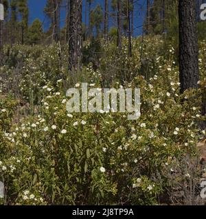 Flora von Gran Canaria - blühende Cistus monspeliensis ssp. Canariensis, Montpellier-Steinrose, Kanarische Unterarten, pyrophile Pflanze, natürliche Blütenbak Stockfoto