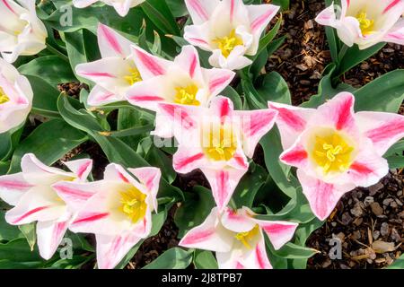 Tulips "Holland Chic" top view, flower with pale yellow center white yellow pink tulips Stockfoto