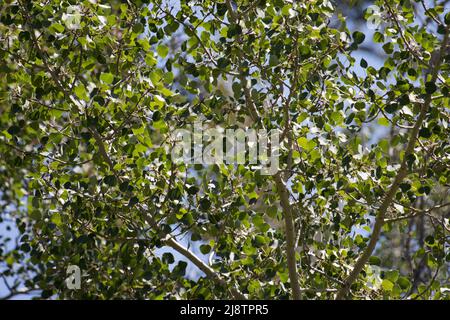 Grüne, distal akute, proximal subkordatale ovate Blätter von Populus Tremuloides, Salicaceae, einheimischer Baum in den Sierra Nevada Mountains, Sommer. Stockfoto