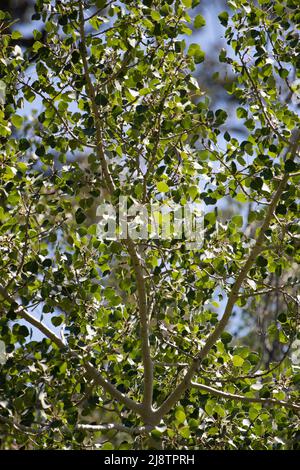 Grüne, distal akute, proximal subkordatale ovate Blätter von Populus Tremuloides, Salicaceae, einheimischer Baum in den Sierra Nevada Mountains, Sommer. Stockfoto