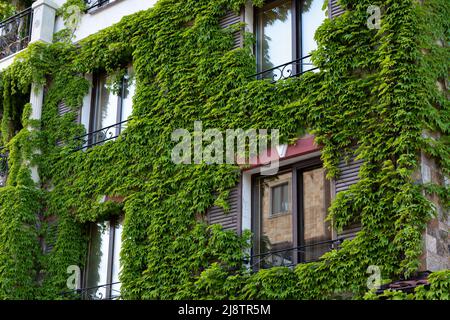 Das Gebäude ist mit Kletterreben überwuchert. Die Fenster sind von Efeu umgeben, der die Wände klettert. Stockfoto