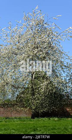 Eine vollständige Ansicht eines blühenden wilden Kirschbaums. Stockfoto