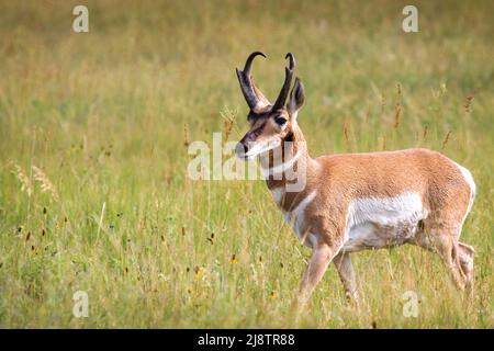 Pronghorn Antelope Buck beim Gehen im Gras Stockfoto