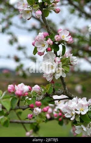 Nahaufnahme der rosa-weißen Blüte des Malus Domestica Stockbearer. Stockfoto