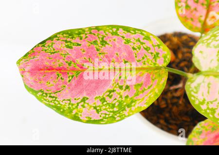 'Aglonema oder chinesische Evergreens isoliert auf weißem Hintergrund Aglonema Red Anjamani, Aglaonema sp. Die Blätter sind von einer leuchtend roten Farbe dominiert ' Stockfoto