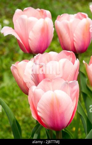 Schöne rosa Tulpen 'Apricot Impression' Tulipa Darwin Hybrid-Gruppe Stockfoto