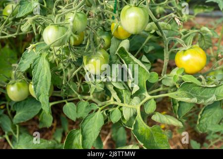 Grüne junge Tomaten auf Tomatenbusch, Nahaufnahme. Komposition mit reifenden Tomaten zur Veröffentlichung, Poster, Bildschirmschoner, Wallpaper, Karte, Banner, Cover Stockfoto