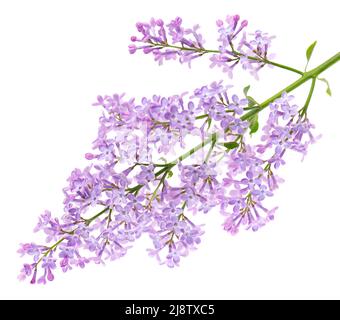 Fliederblüten isoliert auf weißem Hintergrund. Beschneidungspfad. Syringa vulgaris blüht Stockfoto