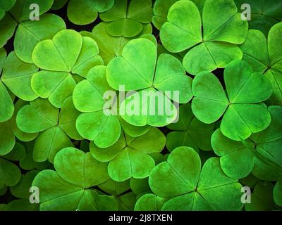 Shamrock grün Blätter Hintergrund Stockfoto