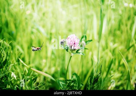 Zwei Bienen auf einer Kleebblüte. Trifolium pratense, rosa Kleeblatt auf der Wiese. Kleeblatt mit rosa Blüten und Poa annua, oder jährliches Wiesengras auf dem Rasen Stockfoto