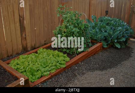 Hinterhof vegetable Garten mit Salat und Schneeerbsen wachsen in boardered Betten. Stockfoto