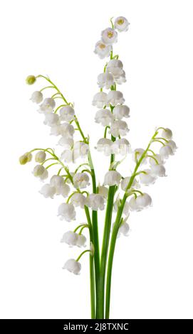 Maiglöckchen isoliert auf weißem Hintergrund. Convallaria Blumen Stockfoto