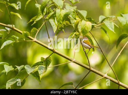 Schneidervögel in natürlichen Lebensraum auf einem Baum Stockfoto