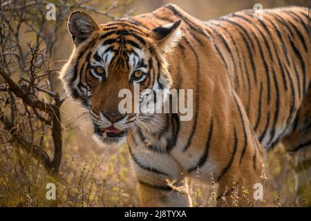 Hintergrundbeleuchtetes Porträt einer Tigerin aus dem Ranthambhore-Nationalpark Stockfoto