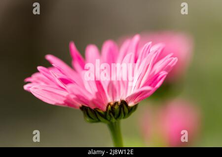 Tanacetum coccineum laurin rosa Blume Nahaufnahme Stockfoto