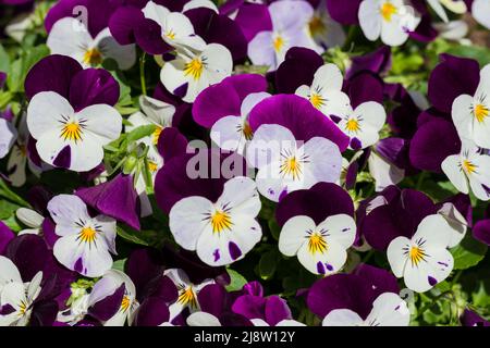 Viola cornuta, Horned violet, Horned Stiefmütterchen-Blüten in der Nähe im Frühjahr, Großbritannien Stockfoto