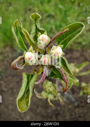 Blühender Ast von Apfelbaum auf verschwommenem Hintergrund. Blätter durch Frost beschädigt. Nahaufnahme. Speicherplatz kopieren. Selektiver Fokus. Stockfoto