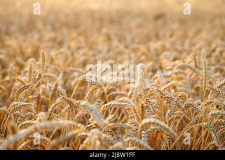 Stacheletts aus reifem Weizen. Landwirtschaftliches Image. Stockfoto