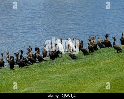 Schwarze und weiße Vögel vermischen sich am Ufer eines von Menschen gemachten Teiches in einer Altersgruppe Stockfoto
