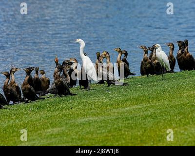 Schwarze und weiße Vögel vermischen sich am Ufer eines von Menschen gemachten Teiches in einer Altersgruppe Stockfoto