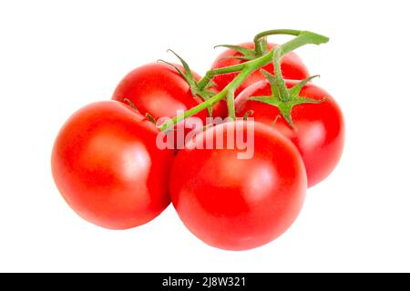 Tomate. Tomatenzweig. Tomaten isoliert auf einem weißen. Mit Beschneidungspfad. Volle Schärfentiefe. Stockfoto