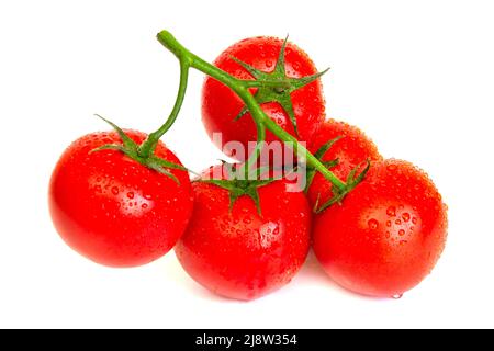 Ein grüner Zweig einer gesunden, frischen, roten Tomaten mit Wassertropfen. Isoliert auf weißem Hintergrund. Stockfoto