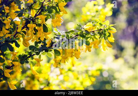 Sommer blüht in einem an einem sonnigen Tag Stockfoto