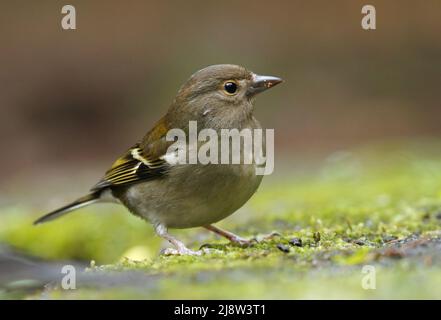 Nahaufnahme des Männchens des Buchfinkens von Madeira - Fringilla coelebs maderensis - das auf dem Boden mit buntem Hintergrund auf der Insel Madeira sitzt Stockfoto