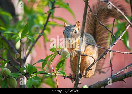 Junges Ostfuchshörnchen (Sciurus niger), das im Garten Früchte von einem Pfirsichbaum isst. Stockfoto
