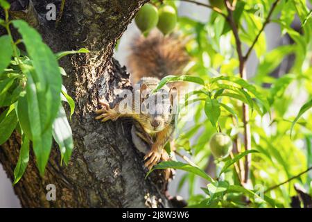Niedliches kleines Östliches Fuchs-Eichhörnchen (Sciurus niger), das aus Pfirsichbäumen herausguckt. Stockfoto