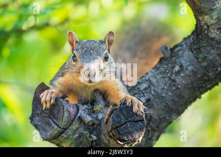 Niedliches kleines Ostfuchshörnchen (Sciurus niger), das aus einem Obstbaumstamm herausguckt. Natürlicher grüner Hintergrund. Nahaufnahme. Stockfoto