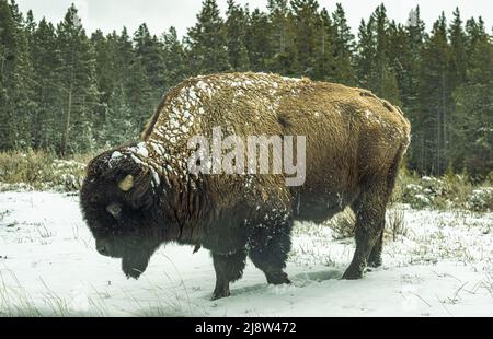 Ein amerikanischer Büffelbulle sah von der Seite aus der Nähe, als er unter dem Schnee nach Futter sucht. Er ist mit einem Hintergrund von Kiefernwald gesehen. Stockfoto