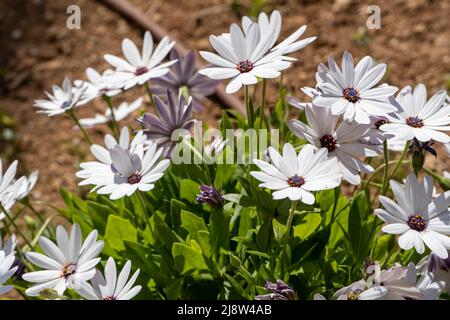 weiße Blüten im Garten Stockfoto