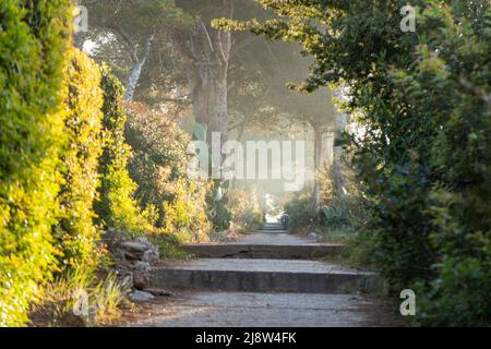 Weg oder Weg in den Park am frühen Morgen Stockfoto